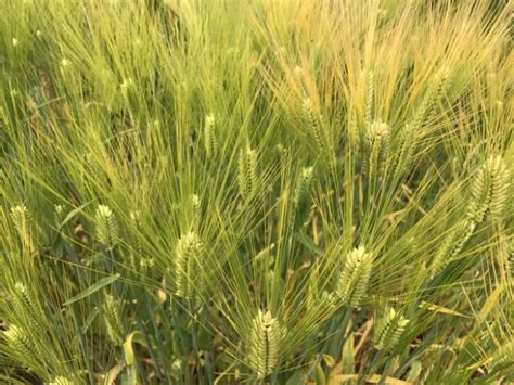 Oregon State University Develops New Buck Naked Barley For Food Feed And Brew
