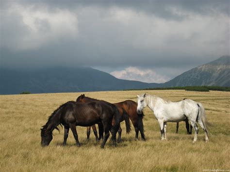 wild horses