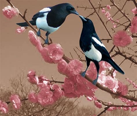 Magpies In Romance Relationship Area For Love Luck