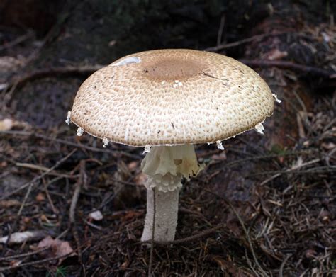 Agaricus Mushroom