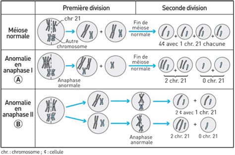 Mise à jour 100 imagen la formule chromosomique fr thptnganamst edu vn