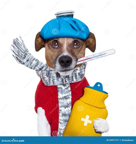 Sick Dog With Fever Royalty-Free Stock Photography | CartoonDealer.com