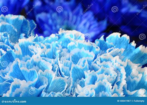 Macro Of Blue Flower Carnation Stock Image Image Of Carnation Blue