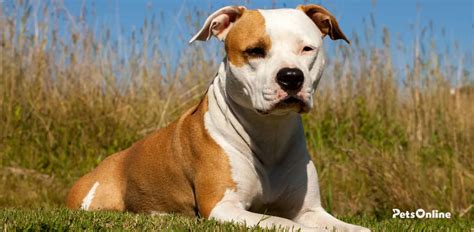 Staffordshire Bull Terrier Temperament & Personality Traits - Pets Online