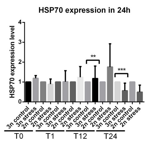 The expression levels of HSP70 were quantified by Image J software ...