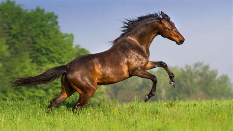 horsepower   horse  iflscience