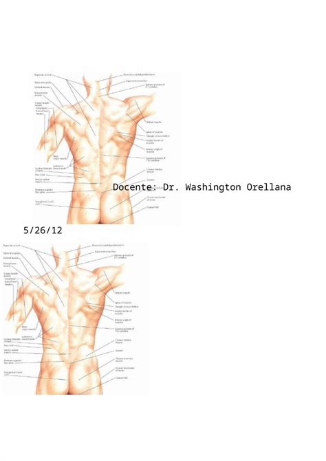 PPTX MÚSCULOS DEL DORSO DOKUMEN TIPS