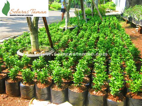 Ide 24+ Jenis Tanaman Untuk Taman Kecil