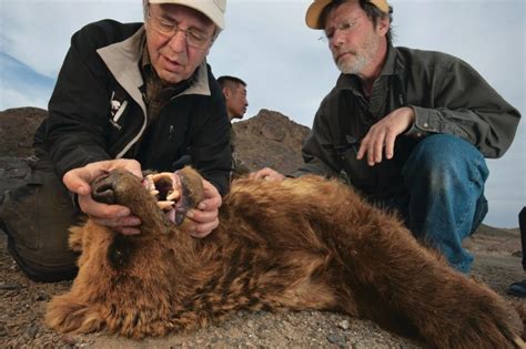 Defying The Odds Saving The Worlds Rarest Bear The Gobi Bear