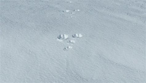 How To Identify Animal Tracks In Snow Sciencing