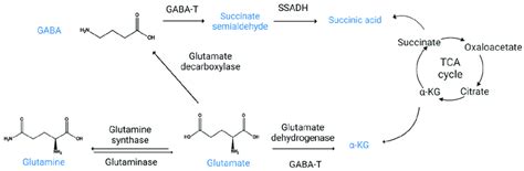 GABA Biosynthesis And Catabolism The Major Biosynthesis Pathway Of