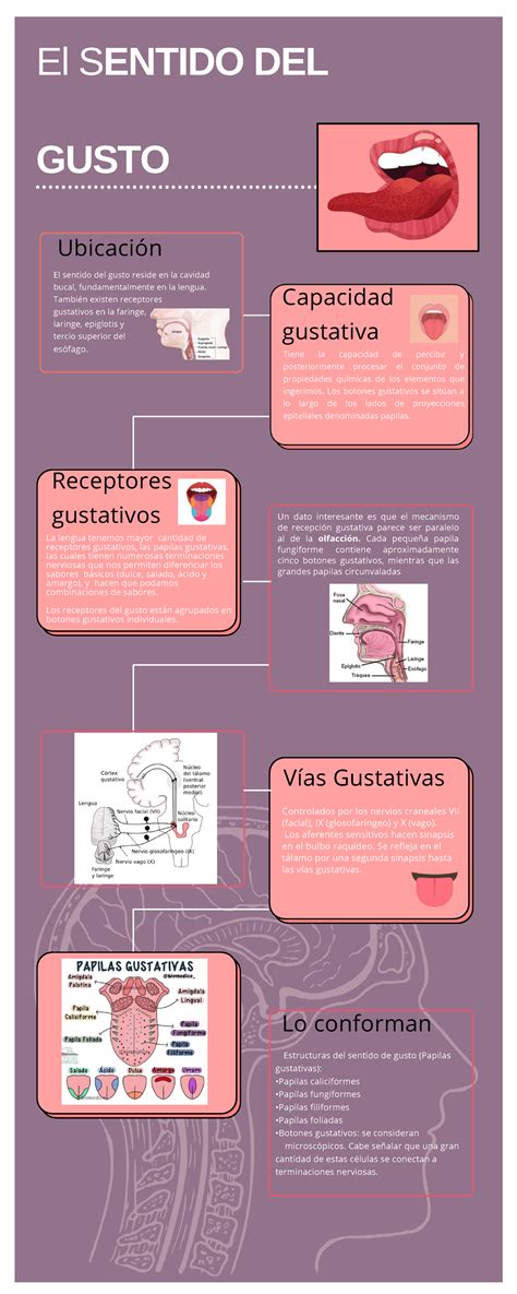 Infografia Sentido Del Gusto El Sentido Del Gusto Estructuras Del