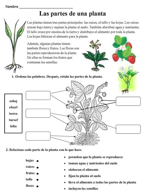 Las partes de la planta Actividades para niños MATERIAL DIDACTICO