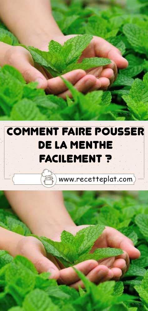 Comment Faire Pousser De La Menthe Facilement En Menthe