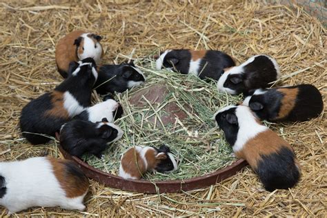 Cavia Guinea Pig Cattle Free Photo On Pixabay Pixabay