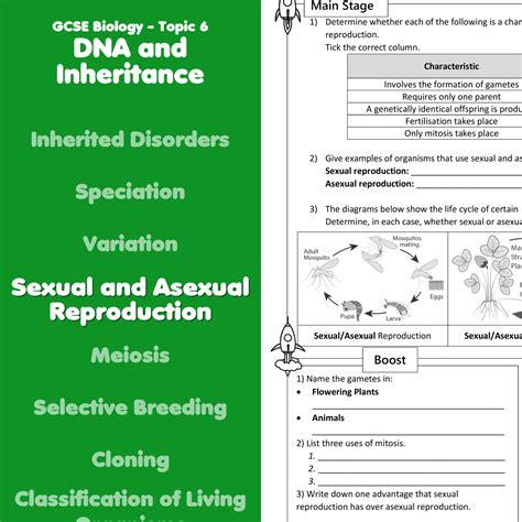 Sexual and Asexual Reproduction Home Learning Worksheet GCSE