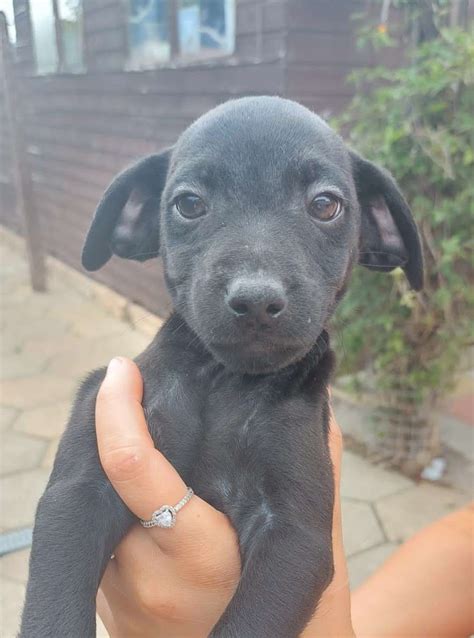 Patterdale Terrier Cross Dogs For Adoption