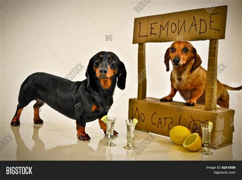 Dog Lemonade Stand Image And Photo Free Trial Bigstock