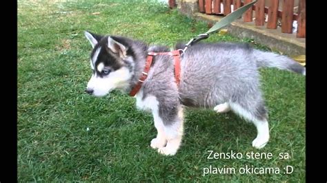 Sibirski Haski stenci (NA PRODAJU!!!) - YouTube