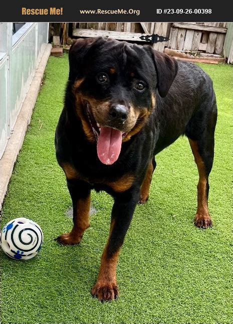 Adopt Rottweiler Rescue Fort Myers Fl