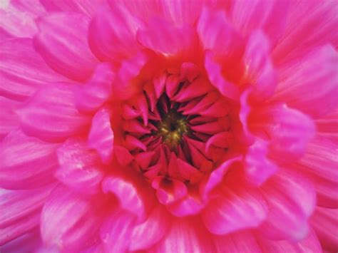 50 Free Flower Design Wallpaper Pictures Pikwizard