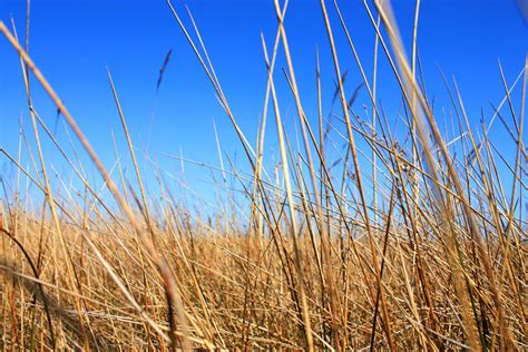 Dry grass landscape under clear blue sky Free Stock Photo | FreeImages