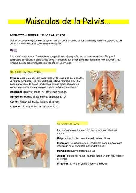 Músculos De La Pelvis Mayli Cordova Udocz