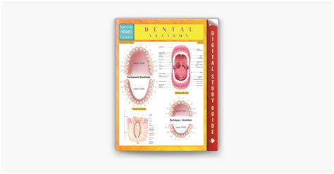 Dental Anatomy Speedy Study Guides In Apple Books