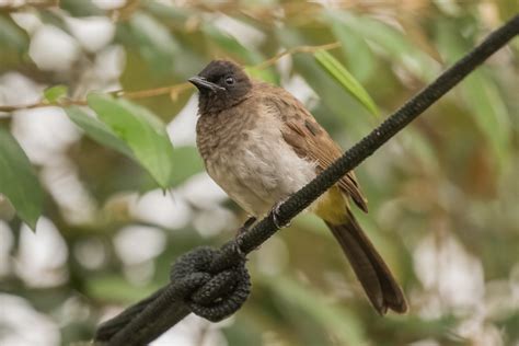 Common Bulbul Pycnonotus Barbatus Discovering Birds