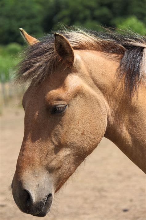 Horses Head Free Stock Photo Public Domain Pictures