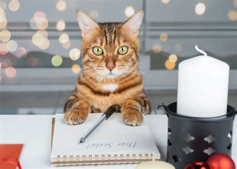 How to Make a Stylish Cat Bed Out of a Cardboard Box - Your Purrfect Kitty