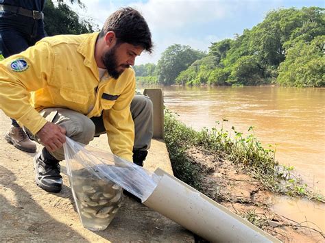 Mais De Mil Filhotes De Peixes S O Soltos No Rio Para Ba Do Sul Em