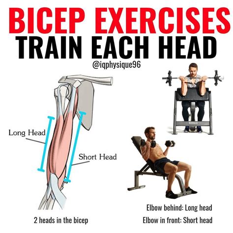 Biceps Brachii Exercises