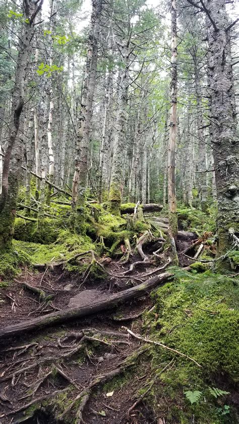 418 Best Enchanted Forest Images On Pholder Coloring Earth Porn And Fairytaleas Fuck