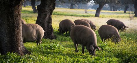 La Montanera Y El Cerdo Ibérico De Bellota Tierra Del Ibérico