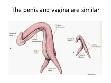 Freeglobaluniversity Penis Vagina