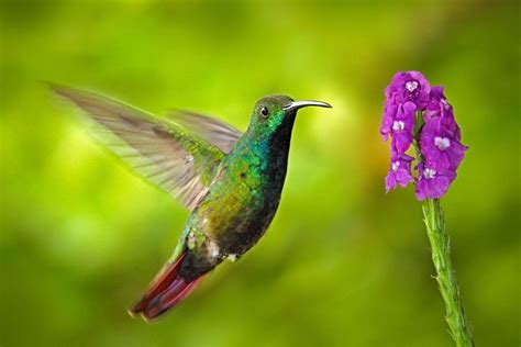 Significado Del Colibrí Desde El México Prehispánico Hasta El Presente
