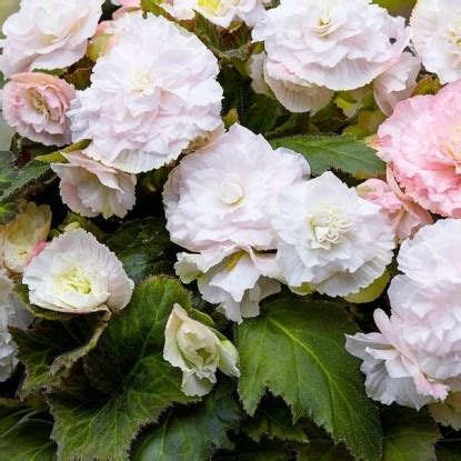 Купить клубни бегоний в Минске, заказ по Беларуси почтой в интернет ...