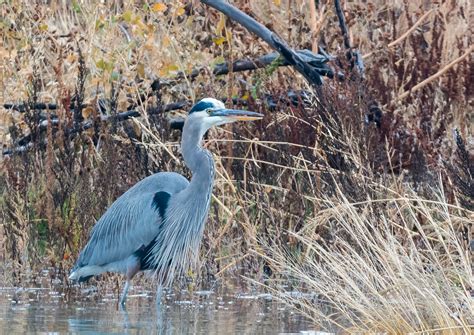 Heron in the Marsh | Shutterbug