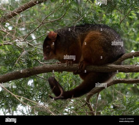Ringtail Possum Zoo Hi Res Stock Photography And Images Alamy