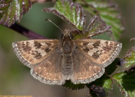 Postcards From Sussex Dingy Skippers And A Green Hairstreak At Mill Hill