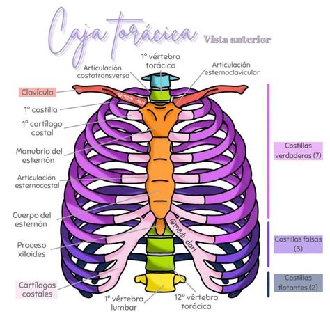 MediDORI Medi Dori Instagram Profile Basic Anatomy And