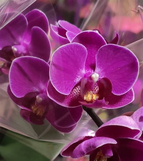 Орхидея Phalaenopsis Multiflora отцвёл