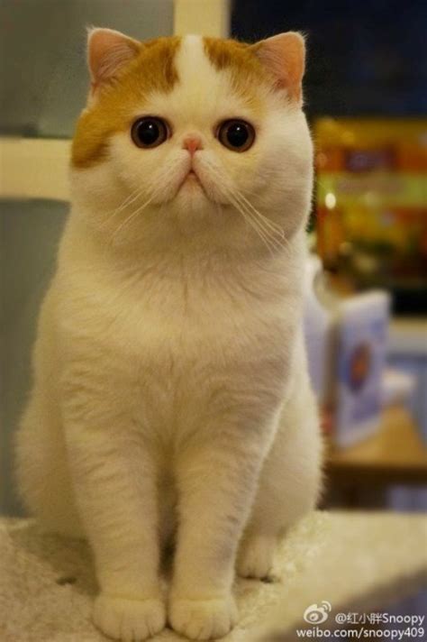 Кот Снупи - Звезда которая взорвала японский интернет: kot_de_azur ...