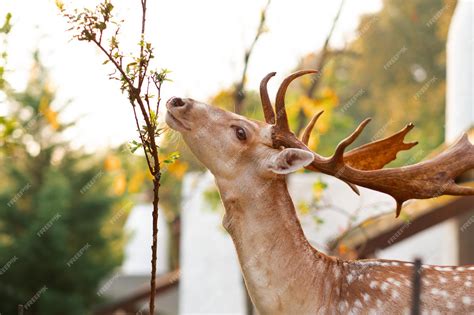 Premium Photo Big Funny Brown Male Deer With Antlers Spotted Fur