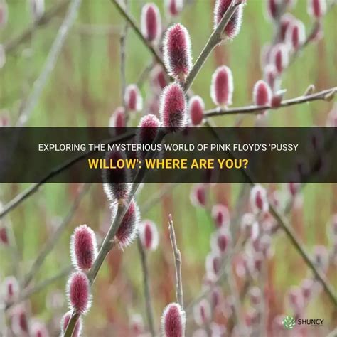 Exploring The Mysterious World Of Pink Floyd S Pussy Willow Where