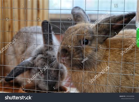 Rabbit Cage Inside Rabbit Stock Photo 1890400006 | Shutterstock