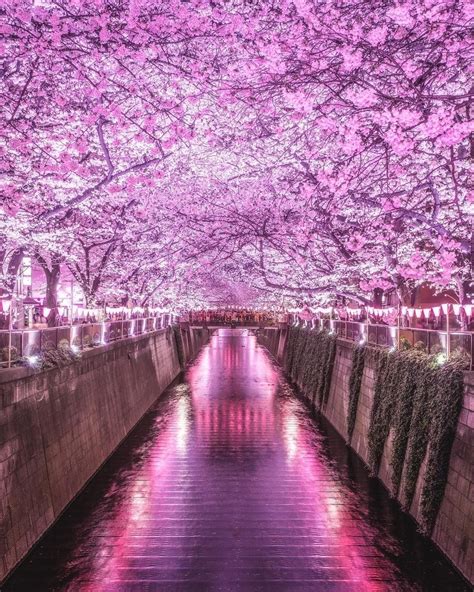 Meguro river in tokyo – Artofit