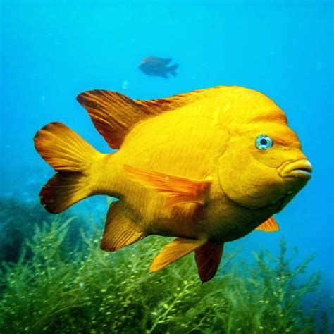 260+ Garibaldi Fish Stock Photos, Pictures & Royalty-Free Images - iStock