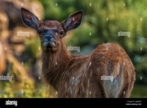 Bull head back hi-res stock photography and images - Alamy